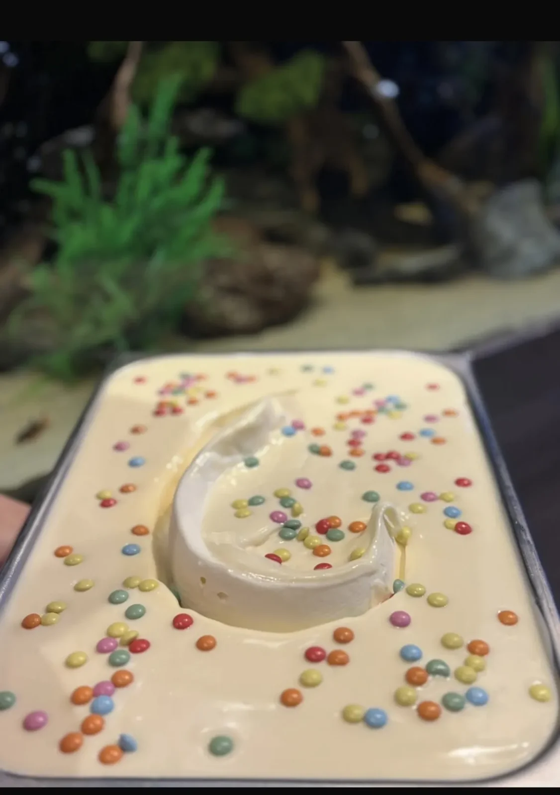 Gelato scattered with smarties in the counter tray