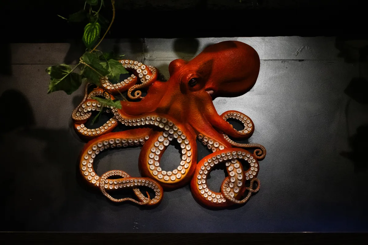 An eight-armed octopus climbing the wall.